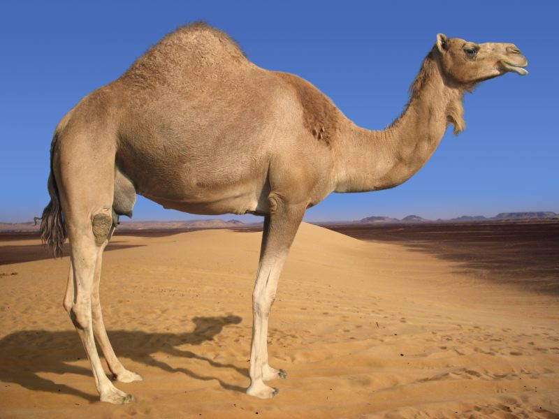 camel